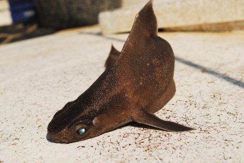 bunjywunjy:  earthlynation:  Angular Rough Shark. Source  put the sad triangle back in the water 