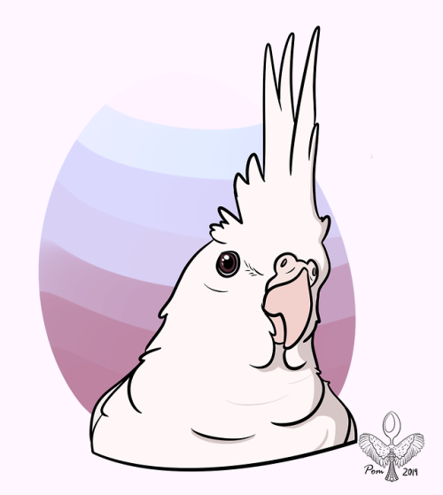 sweetiesugarbird: pomsdoodlefort:  Sweetest of Sugar @sweetiesugarbird recently lost the most precio