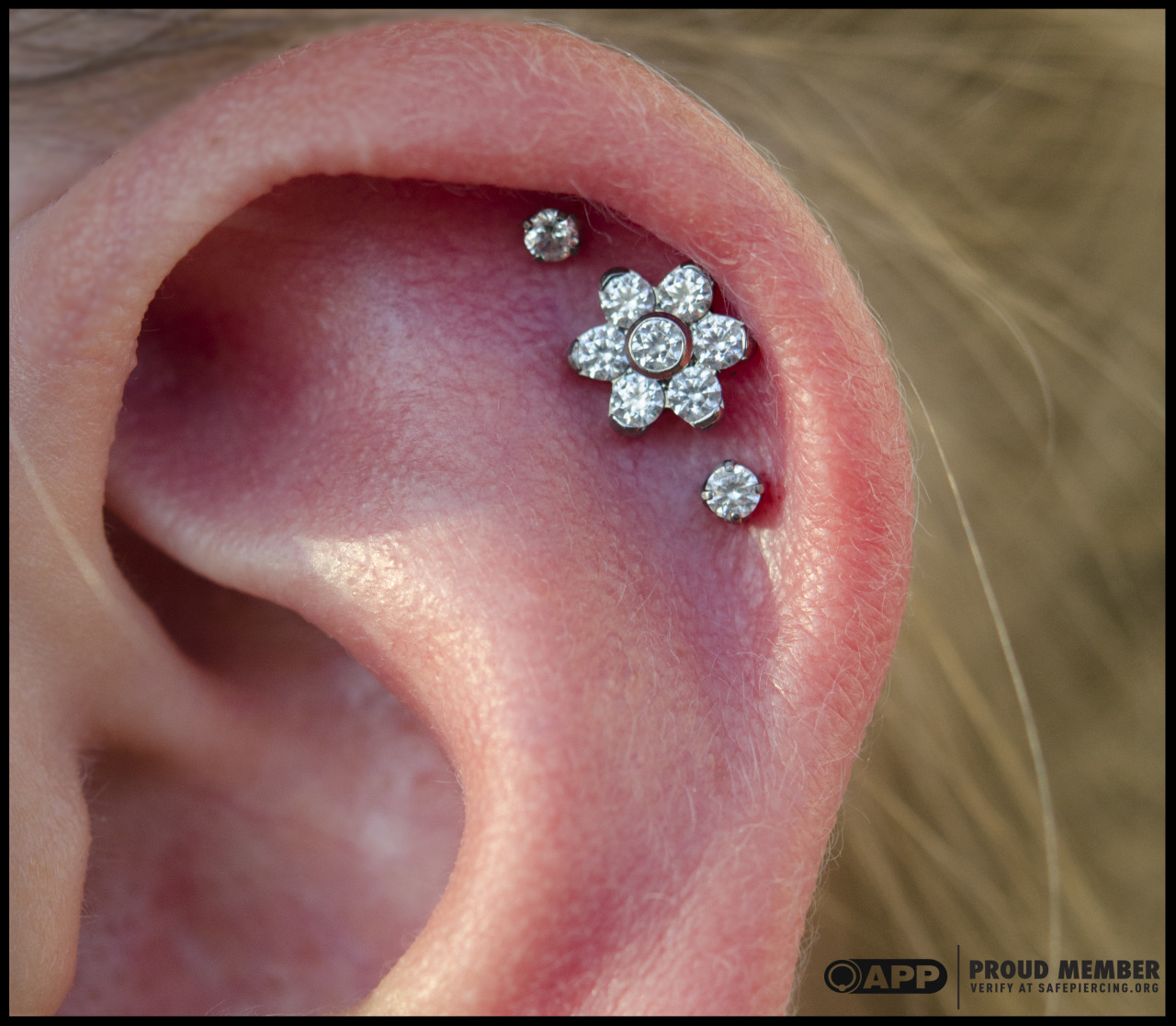 Triple helix piercings I did today at Saint Sabrina’s.
Jewelry from Anatometal and Neometal.