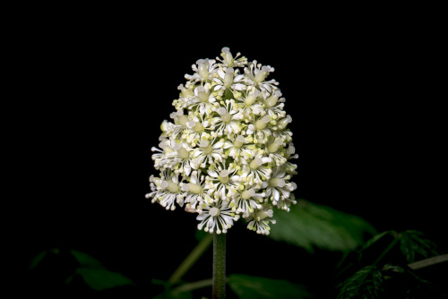 northern-natives:Actaea pachypoda (Doll’s Eye) flowers.