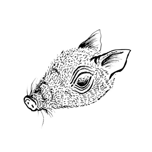 little piggy sketch