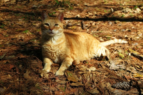 ambermaitrejean: Portraits of neighborhood cats. Joe kitty. Photos by Amber Maitrejean For more Joe 