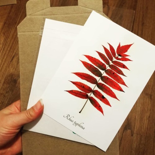 Feeling those #staghornsumac September vibes…. Suddenly my autumn leaf #botanicalprints are t