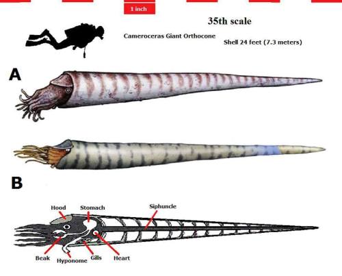 todropscience:Size comparison between Cameroceras and Man Cameroceras (“chambered horn”) is a genus 