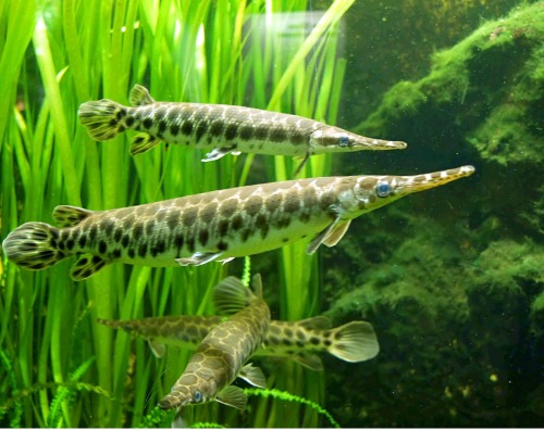 thenativetank:Florida Gar (Lepisosteus platyrhincus)(Image Source)