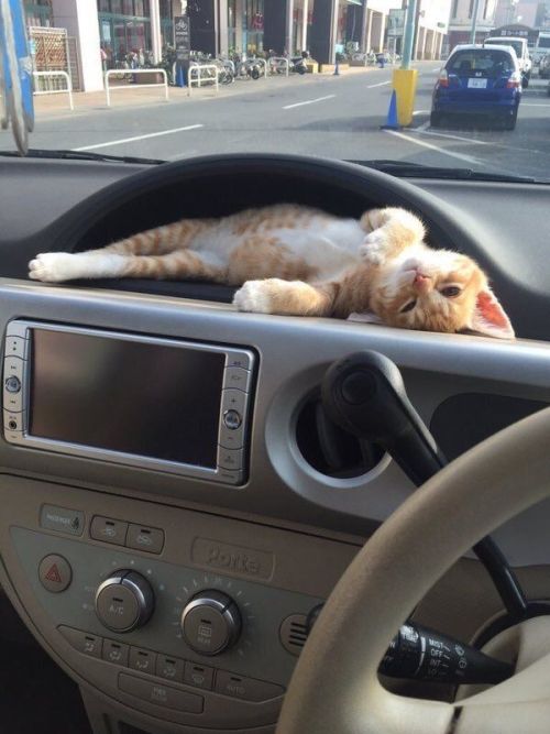 babyanimalgifs