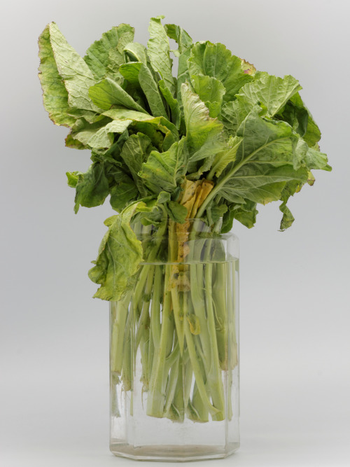 bacteriia:  Broccoli