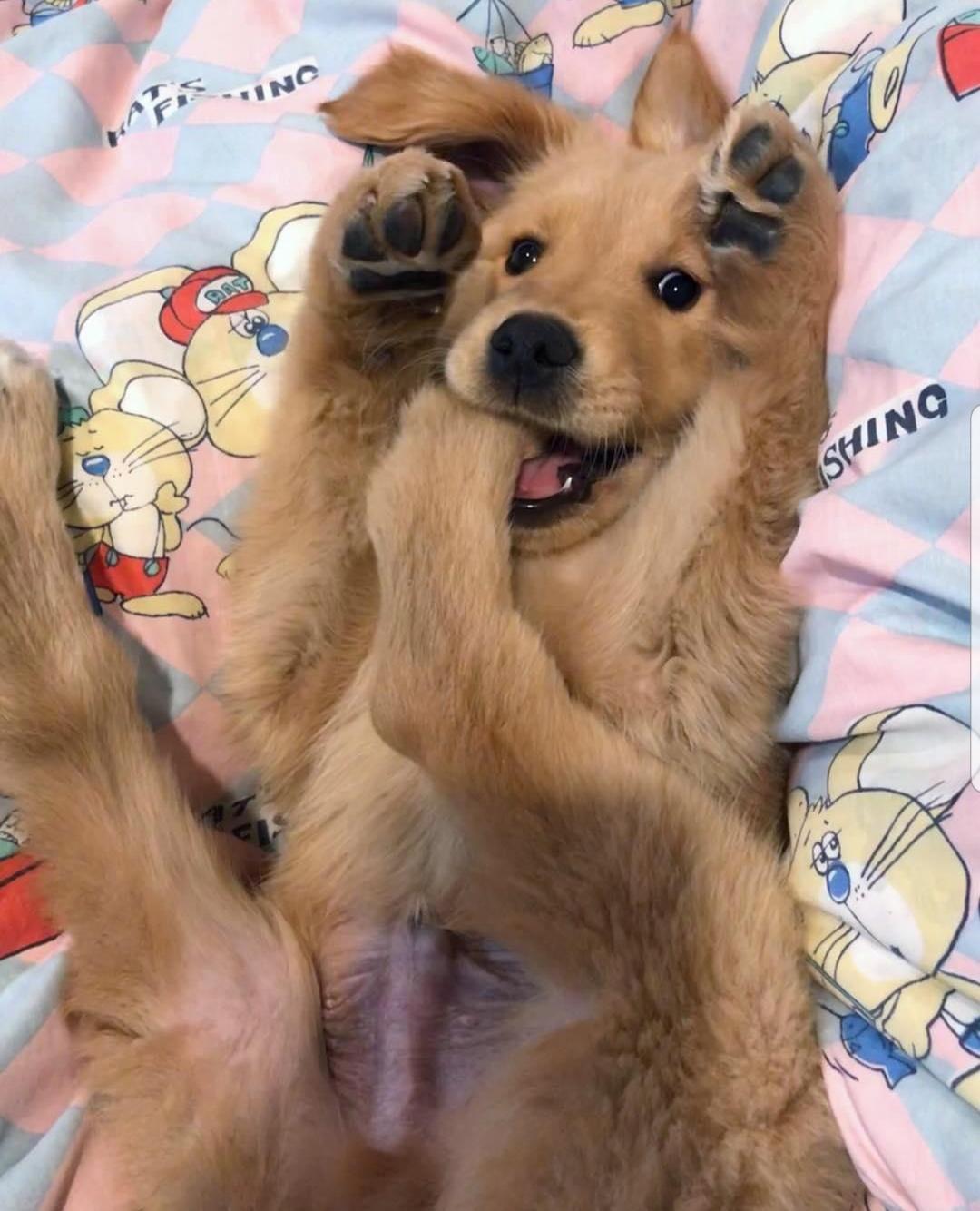 awwcutepets:  Pupper just wants to eat his feet