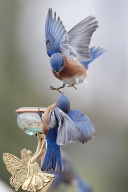 Mind if I join you? (Eastern Bluebirds at