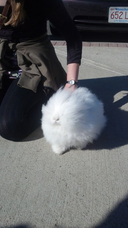 thatsthat24:  valerie-an:  my friend and i encountered this bun today… her name is snow white… i cannot believe… #blessed  That is a Studio Ghibli woodland spirit and you can not convince me otherwise. 