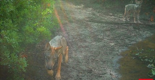 wild-west-wind: wolveswolves:Wolves discovered living just outside Rome for first time in more than 