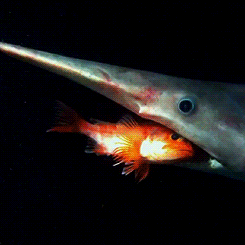 giffingsharks:The Goblin shark extends its jaw way out in front of its body, then snaps it back to c