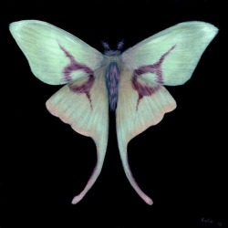 trulyvincent:Copper’s Moth by u/kahlapaints