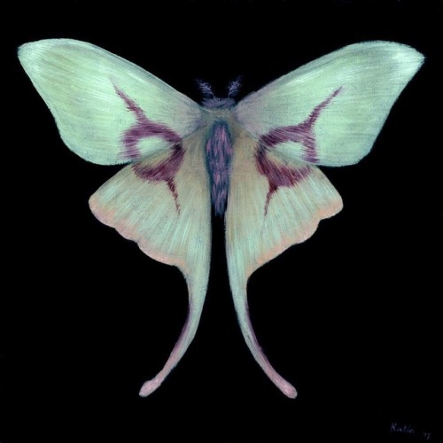 trulyvincent: Copper’s Moth by u/kahlapaints on reddit  Oil on canvas 6x6”