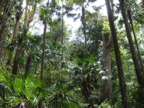 oceaniatropics:   Mount Nebo National Park, SE Queensland, Australia