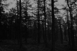 black and white, creepy, dark, scary, woods - inspiring picture on Favim.com on We Heart It. https://weheartit.com/entry/34836464/via/annabec