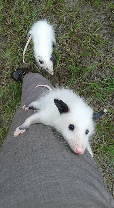 XXX opossummypossum:  Opossums are usually solitary photo