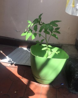 My baby tomato plant isn’t a baby no more