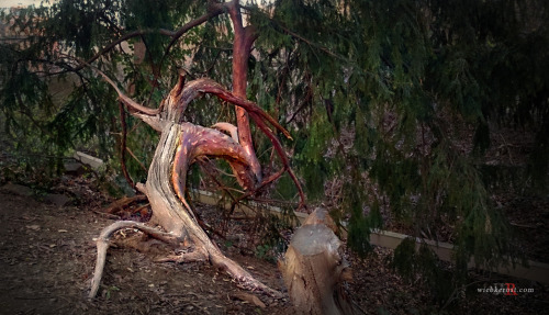 Porn wiebkerost:  Old ash and yew trees in an photos