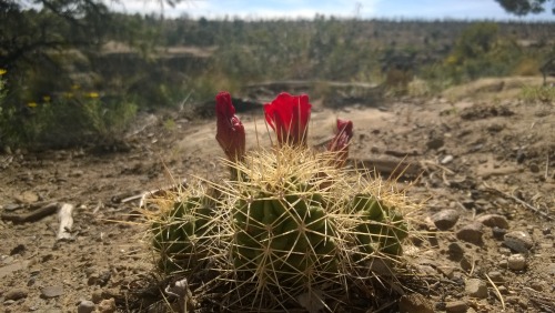 mountainbikeadventure:Mesa Verde, CO