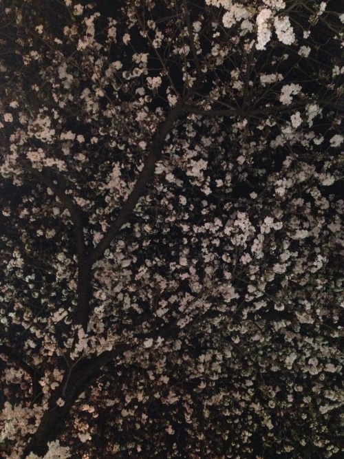 wdlabo: 目黒川