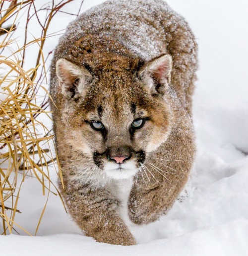 Porn photo beautiful-wildlife:  Puma by Mike Centioli