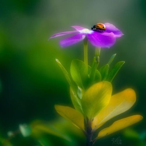 Happy Weekend#ladybug #macro #iso100colors #macro_delight #raw_community #macrophotography #macro_