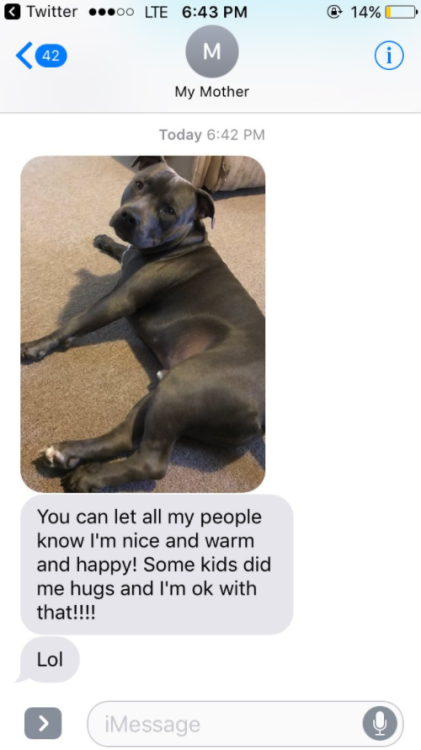 buzzfeed:  Everyone Is Heartbroken Over Gotti The Sad Pit Bull After People Refused To Pet Him“Later on in the night I FaceTimed my mom and she said that people pet him because my aunt said you had to pet him to get candy,” William said. “He got