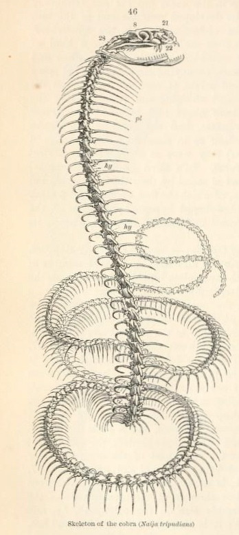 nemfrog — Cobra skeleton. On the anatomy of...