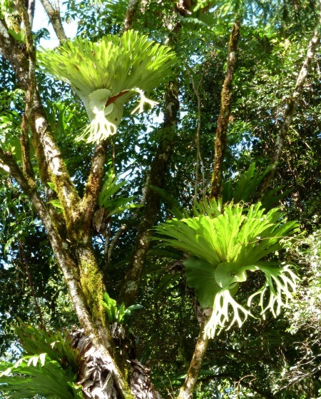 oceaniatropics:  Staghorn ferns in the rainforest at Natural Bridge, SE Queensland