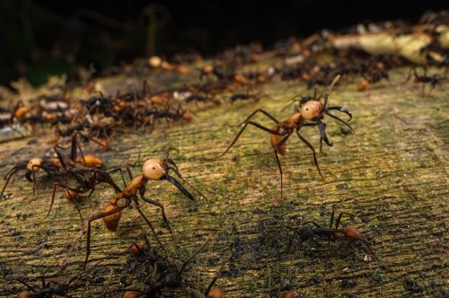 Army ants (Eciton sp.) patrolling the ground into the Amazon rainforest of Peru. To shoot these imag