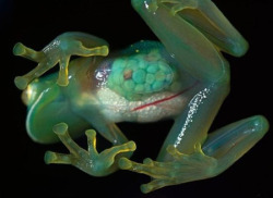 sixpenceee:  Transparent Frog  Hyalinobatrachium pellucidum, also called as glass or crystal frog because you can see through its transparent flesh (right down to its guts).   Source: Oddee
