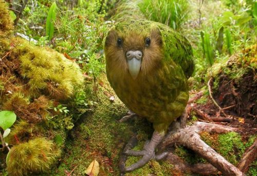 edge-of-existence-edge:The kakapo is the world’s only flightless parrot, the world’s heaviest parrot