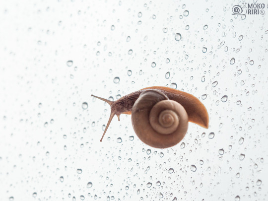 It's rainy today.๐งโ๏ธ๐โซ๐ง ไปๆฅใฏ้จใ้ใฃใฆใใ๐งโ๏ธ๐โซ๐ง