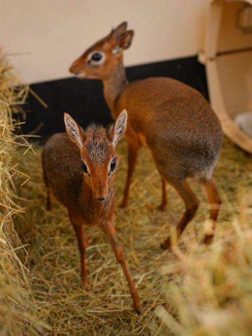 zooborns:  Tiny Dik-dik Plays Big Sister adult photos