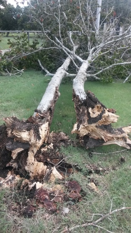 Embracing even in death. I always thought this was one tree…