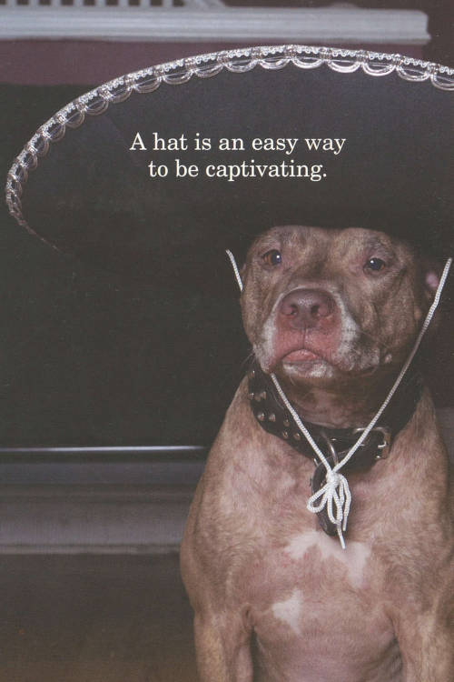 handcraftedinvirginia:  SCOUT! Lessons In Balance: A Dogs Reflection On Life By Scout 
