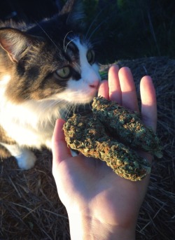 inh4le-kush:  Zeus &amp; my cousins two 7 gram nugs 🐱💖