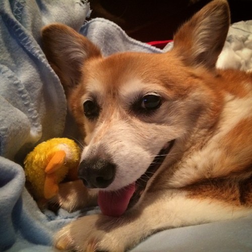 linusthecorgi: A friend’s corgi, Mittens, is going to cross the rainbow bridge today shortly after 4