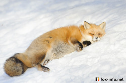 everythingfox:  When you put bread in the freezer