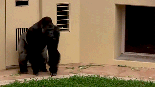 Shabani Is Awesome. 