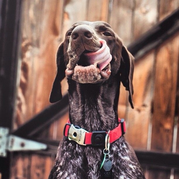 h-finn12:  German shorthaired pointer puppy❤️