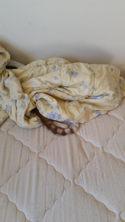 theneverlandbear:Monster lost at our game of hide and seek this morning. But he looked cute and cozy