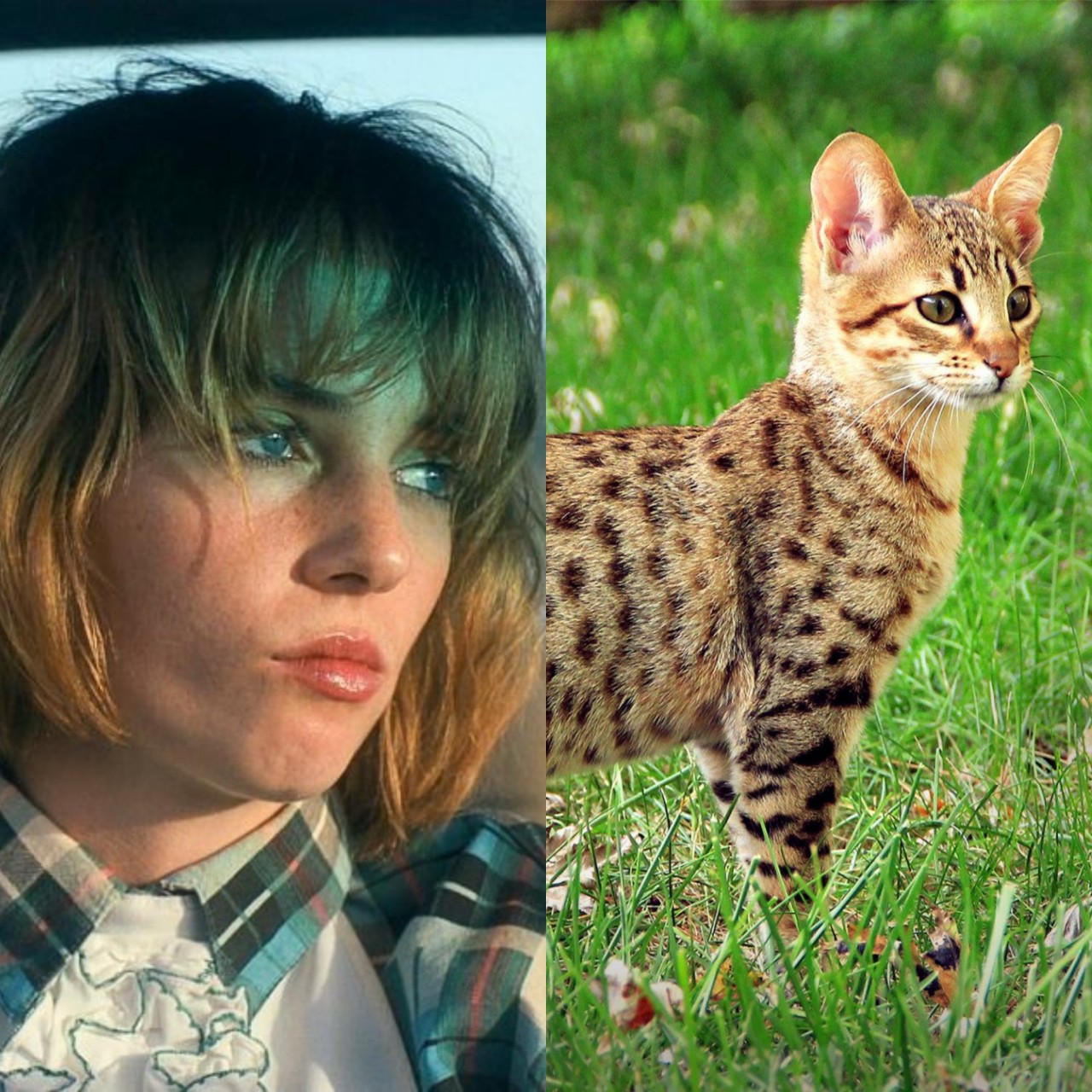Ash Stranger Things Characters As Cats ash-stranger-things-characters-as-cats