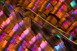  Macro photographs of butterfly wings taken by biochemist Linden Gledhill.  