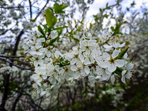 Цветущая вишня #beautiful #flowers #trees #green #blooming #spring #sky #clouds #cherryblossom #cher