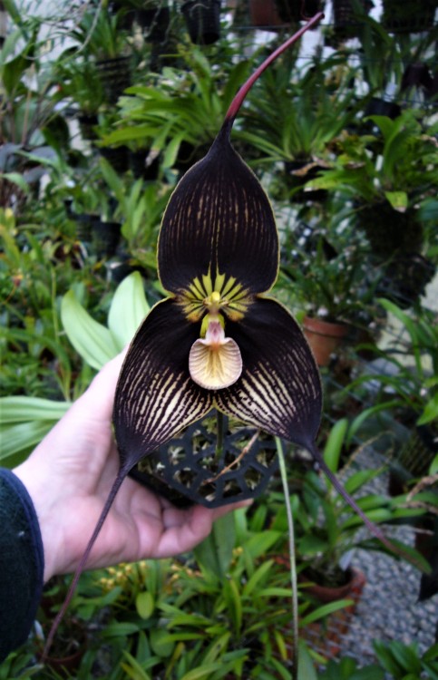 orchid-a-day:Dracula vampiraSyn.: Masdevallia vampiraOctober 31, 2020