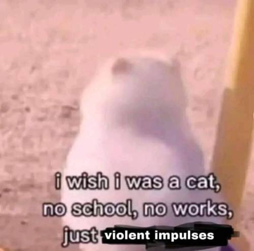 Cat Therian Moodboard But Its Memes I Found On My Phone