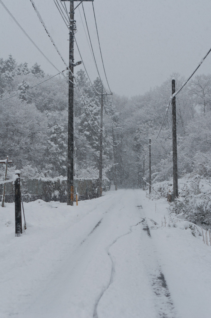 ethertune:  Snowy Day (By xx_chaton_xx) 