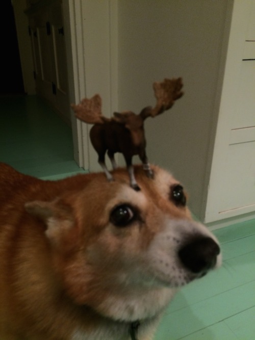 thingsonhazelshead:  A moose landed on my head. Only in Maine…. 